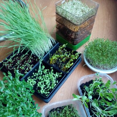 Superfood Sprossen
