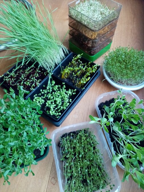 Superfood Sprossen