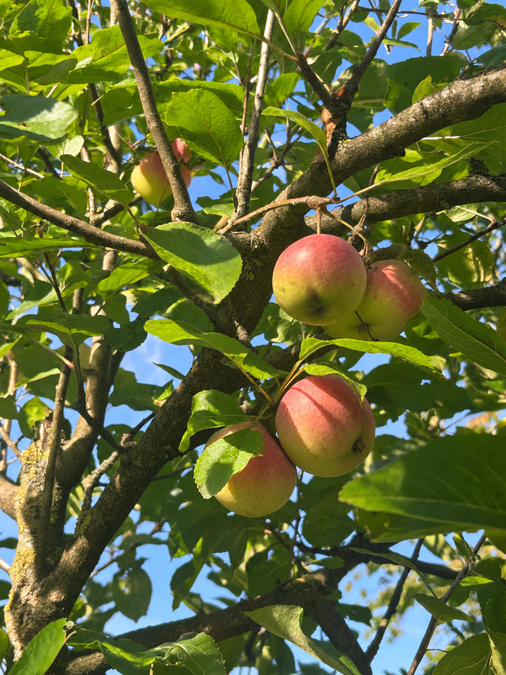 Reife Äpfel im Apfelbaum - Stadt Billerbeck, Noel Kortüm Reife Äpfel im Apfelbaum