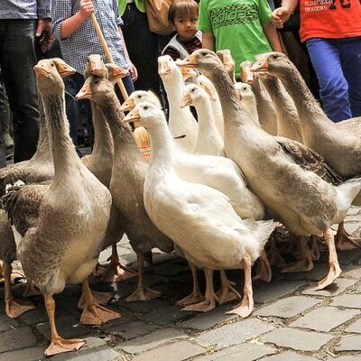 Gans Billerbeck