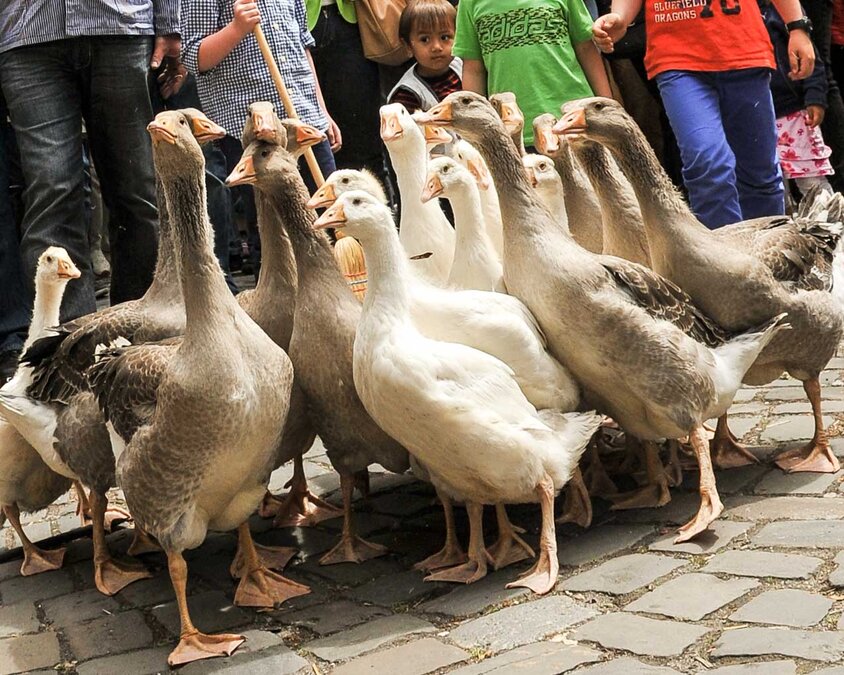Gans Billerbeck